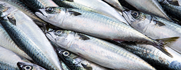 seafood